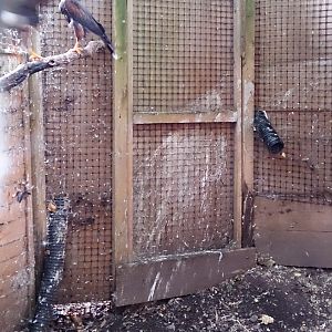 Off-Show Harris Hawk Aviary - 25/08/2013