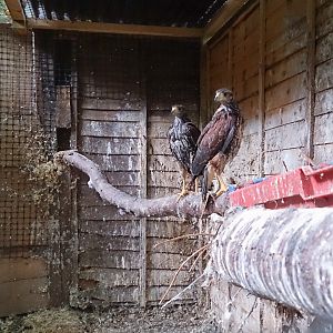 Off-Show Harris Hawk Aviary - 25/08/2013
