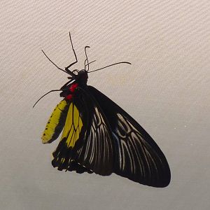 Birdwing, April 2013.