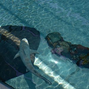 Shark Lagoon