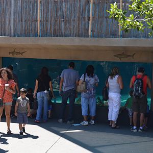 Shark Underwater Viewing