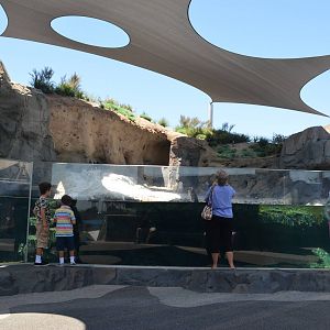 June Keyes Penguin Habitat