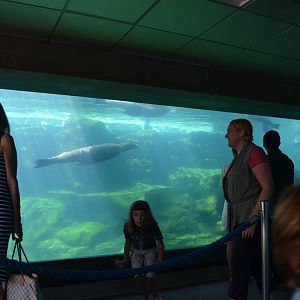 Seal and Sea Lion Pool