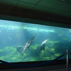 Seal and Sea Lion Pool