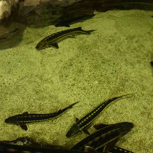 Black Sea tank, June 2013.