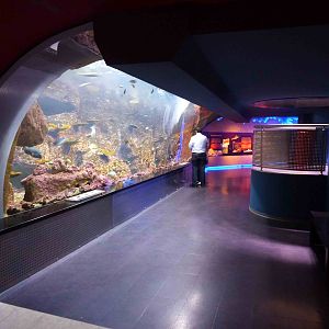 Red Sea tank, June 2013.