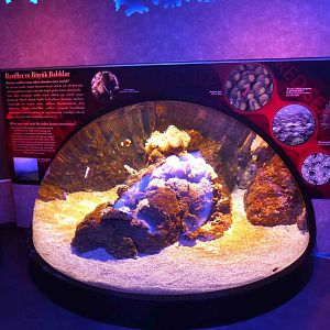 Tropical coral tank, June 2013.