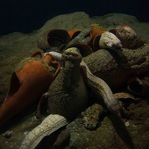 Moray eels, June 2013.