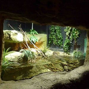 Yellow anaconda enclosure, June 2013.