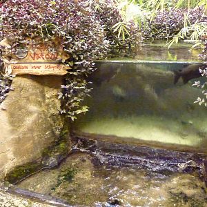 Stingray viewing, June 2013.