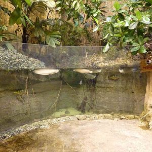 Arowana tank, June 2013.