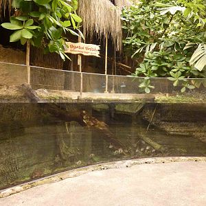 Smooth-fronted caiman enclosure, June 2013.