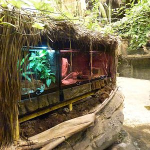 Amphibian vivaria, June 2013.