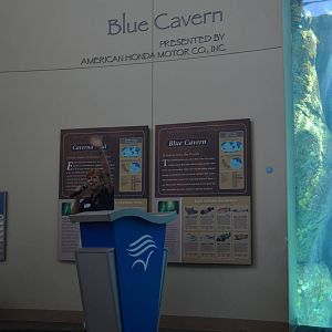 Blue Cavern Diving, Feeding, Question and Answer Presentation