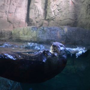Sea Otter