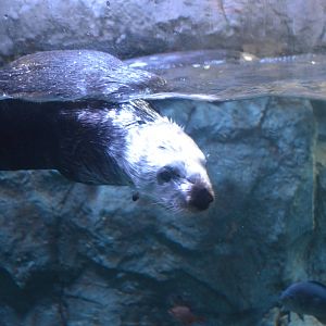 Sea Otter