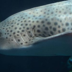 Zebra Shark