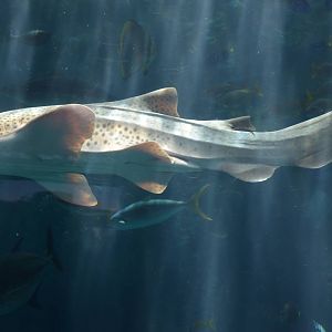 Zebra Shark