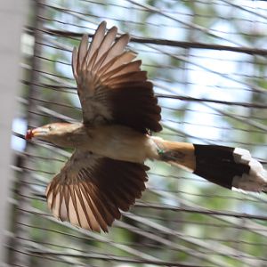 south american bird ID