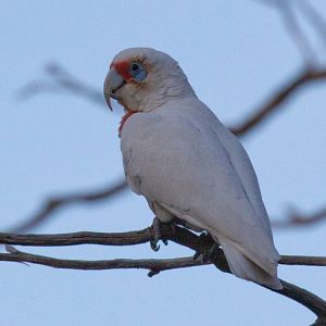 Longbilled Corella