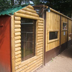 Savannah Cat viewing