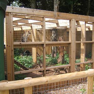 New Wildcat Enclosure with a cat in it