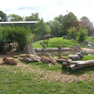 Capybara and Brazililan Tapir