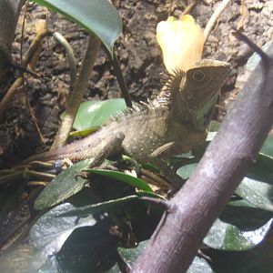 Bell`s Anglehead Lizard