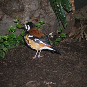 Chestnut-backed Thrush