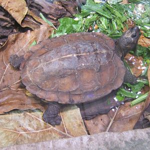 Spiny Turtle (Heosemys spinosa)