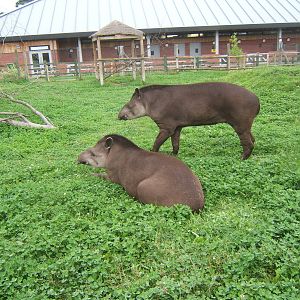 Brazilian Tapirs