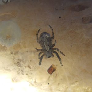 Indian Social Spider (Stegodyphus sarasinorum)