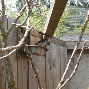 Red-billed Starling (Sturnus sericeus)