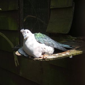 Green Imperial Pigeon