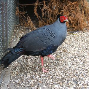 Siamese Fireback Pheasant
