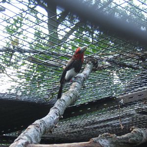 Brown-breasted Barbet