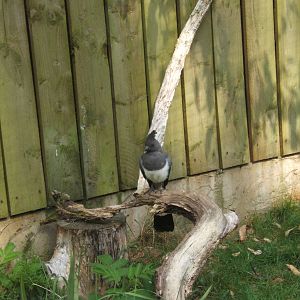 White-bellied Go-Away Bird
