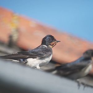 Barn swallow