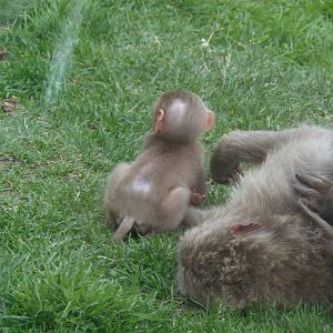 Baby Japanese Macaque 25/08/13