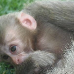 baby Japanese Macaque 25/08/13