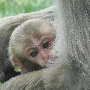 Baby japanese macaque  25/08/13