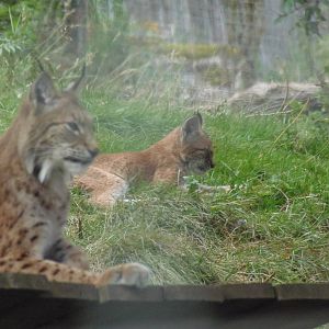 Northern lynx and kitten   25/08/13