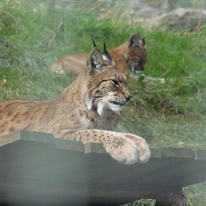 Northern lynx, with kitten in background  25/08/13