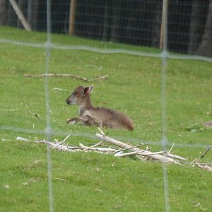 West himalayan tahr youngster   25/08/13