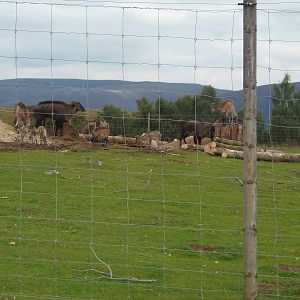 West Himalayan tahr youngsters    25/08/13