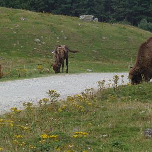 Bison herd   25/08/13