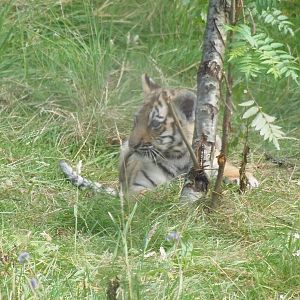 Amur tiger cub     25/08/13