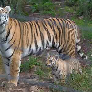 Dominika and cub    25/08/13