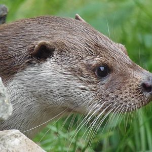 Eurasian otter portrait     25/08/13