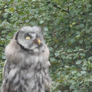 Great grey owl young